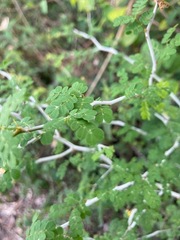 Mimosa bahamensis