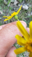 Senecio californicus