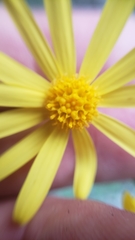 Senecio californicus