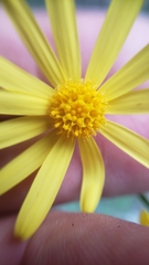 Senecio californicus