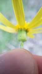 Senecio californicus