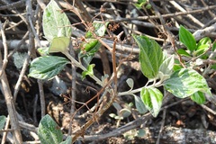 Sinclairia discolor