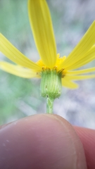 Senecio californicus