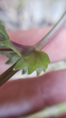 Senecio californicus