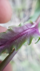 Senecio californicus