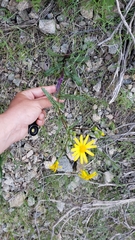 Senecio californicus