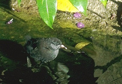 Laterallus albigularis
