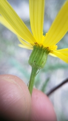 Senecio californicus