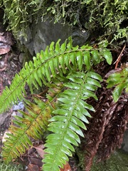 Polystichum californicum × munitum