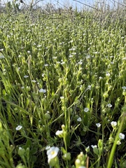 Plagiobothrys acanthocarpus