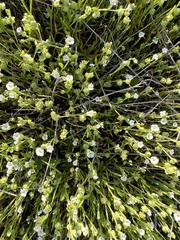 Plagiobothrys acanthocarpus