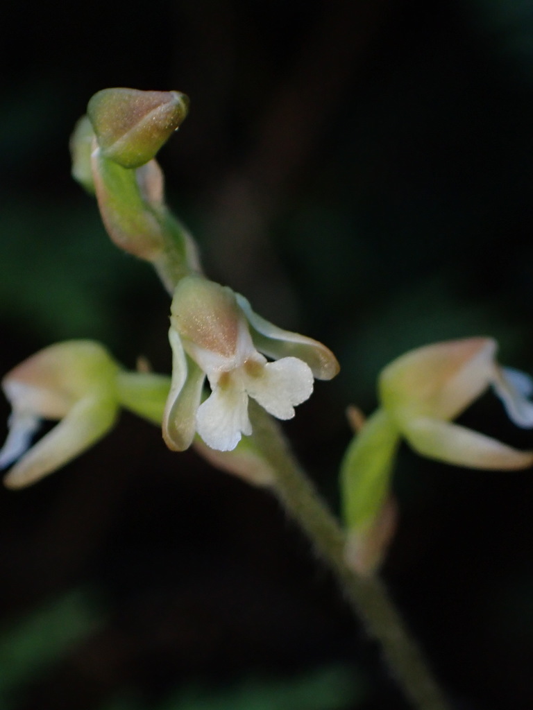 Vein-leaved Orchid