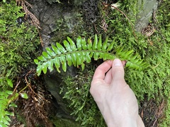Polystichum californicum × munitum