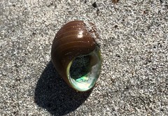 Phasianotrochus eximius