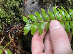 Polystichum californicum × munitum