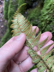 Polystichum californicum × munitum