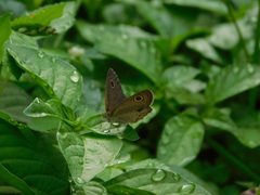 Ypthima philomela