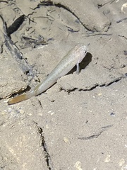 Anablepsoides hartii