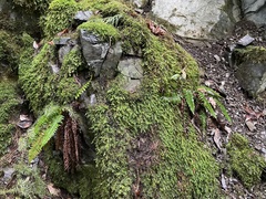 Polystichum californicum × munitum