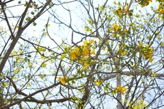 Anemopaegma chrysanthum