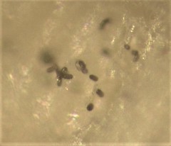 Fungi