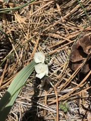 Calochortus minimus