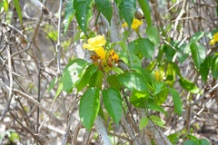 Anemopaegma chrysanthum