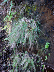 Poa polyphylla