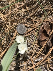 Calochortus minimus