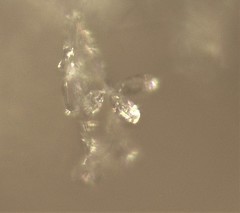 Arthrobotrys