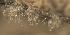 Arthrobotrys