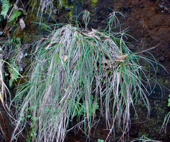 Poa polyphylla