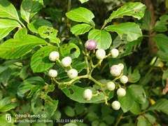Causonis corniculata