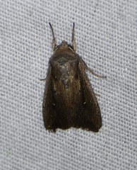 Leucania subpunctata