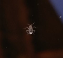 Microvelia pulchella