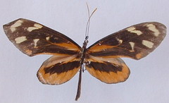Mechanitis polymnia isthmia