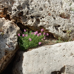 Antirrhinum tortuosum