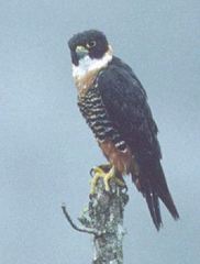 Falco deiroleucus