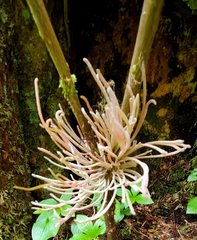 Exobasidium parvifolii