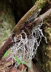 Exobasidium parvifolii