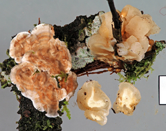 Naematelia encephala