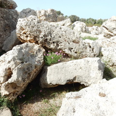 Antirrhinum tortuosum