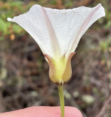 Calystegia macrostegia tenuifolia
