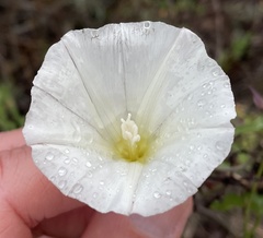 Calystegia macrostegia tenuifolia