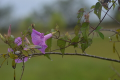 Ipomoea orizabensis
