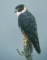 Falco deiroleucus