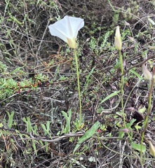 Calystegia macrostegia tenuifolia