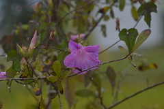 Ipomoea orizabensis