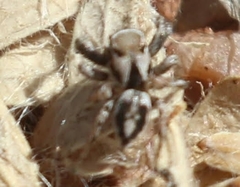 Habronattus formosus