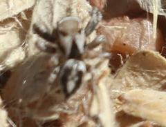 Habronattus formosus